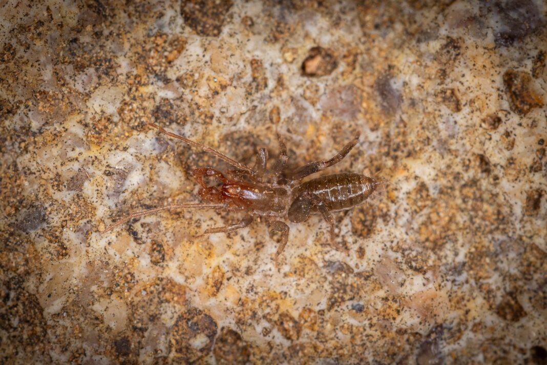 Pesquisa revela novas espécies em cavernas da Caatinga potiguar